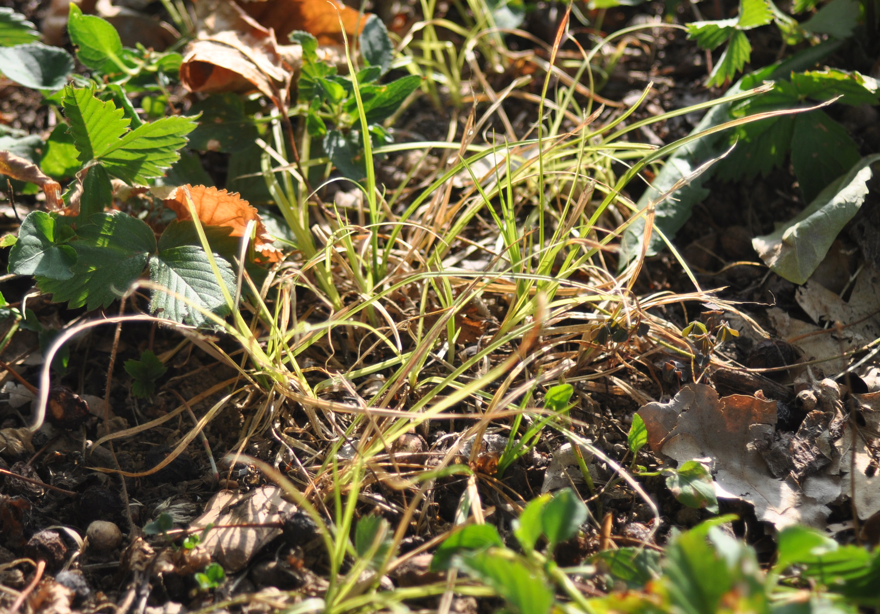 carex humilis - carice minore